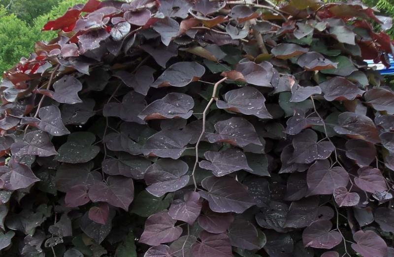 十大外围足球平台app手机版