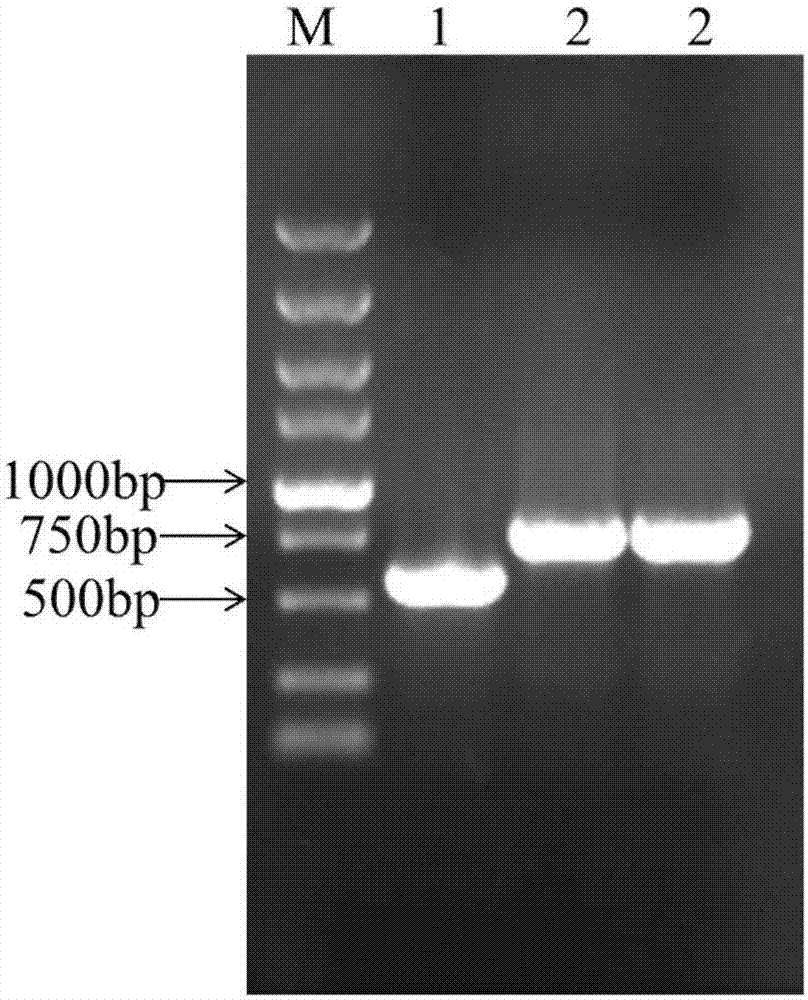 十大外围足球平台app:宣告黎明的露之歌什么时候上映?宣传海报公布(图2) 十大外围足球平台app手机版