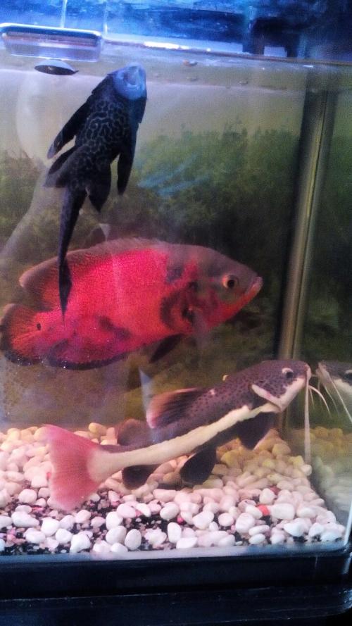 十大外围足球平台app手机版